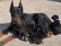 Gerçek Doberman Yavruları