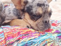 Merle tan dişi french bulldog