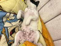 Gaziantep yavru french bulldog