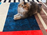 GOLDEN YAVRU KEDİLER