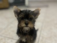Wc eğitimli safkan yorkshire terrier bebekler