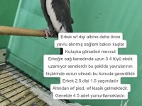 ÜRETİME UYGUN TAKIM SULTAN PAPAĞANLARI