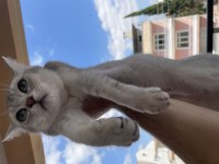 British shorthair