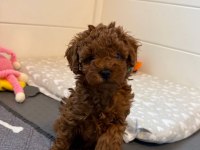 Toy Poodle Köpekler