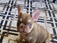 Nev shade rojo and tan french bulldog