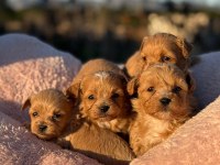 KOREA TEACUP MİCRO MALTIPOO BEBEKLERİMİZ