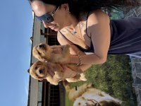 Golden retriever yavrularım sağlık ve ırk garantilidir