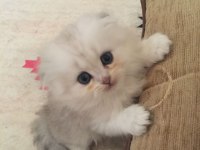 3 Aylık erkek chinchilla bebekler