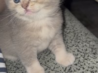 British shorthair prensesimiz yuvasını arıyor