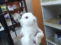 Mükemmel Sağlıklı Sevimli Cüce Tavşanlar