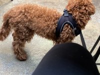 Safkan şecereli toy poodle