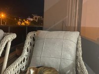 Kısır kedimiz iva ücretsiz sahiplendirilecektir