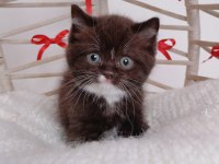 Yeni yıl çikolata british shorthair yavrum