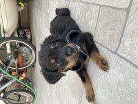 Yavru Erkek Rottweiler