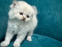 Çok tatlı yavru british longhair