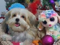 Kore Kanı Teacup Morkie Yavrularımız