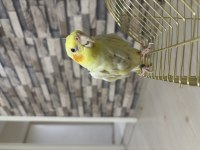 4 KELİME KONUŞAN ERKEK SULTAN PAPAĞANI