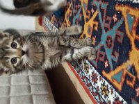 4 yavru 1 anne acil sahiplendirme tekir