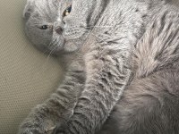 Lesley 6 Yaşında Dişi Scottish Fold Ücretsiz