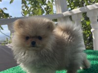 3 aylık pomeranian bebekler