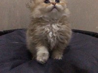 British Longhair Golden Erkek