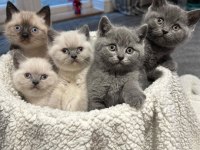 British Shorthair Yavruları