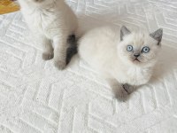 Safkan blue point son bir adet british shorthair