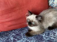 Chinchilla Kirpik yeni yuvasini ariyor