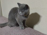 Safkan British Shorthair Kedisi