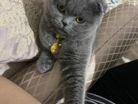Dişi scottish fold