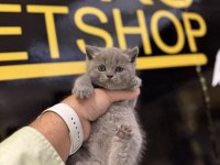 Britsh shorthair kedisi 2 aylık