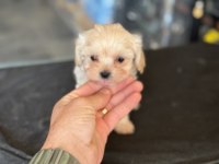 Show kalite tea cup kore maltipoo yavrularmız