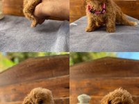 UYGUN TOY POODLE BEBEKLER