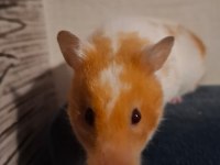 Bedava Yetişkin Hamster sahiplendirme