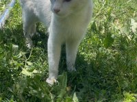 ÜCRETSİZ SAHİPLENDİRME KEDİMİZ