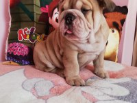 EFSANE ANATOMİ ORİJİNAL ENGLİSH BULLDOG YAVRULAR