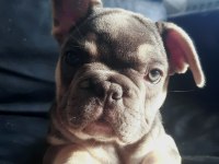 FLUFFY, ISABELLA TAŞIYICI EXOTIC FRENCH BULLDOG KIZLARIMIZ