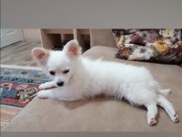 Mini boy şivava köpekler