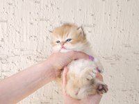 Safkan British Longhair Oğlumuz Yeni Yuvasını Arıyor