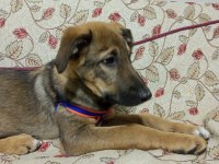 Köpeğimiz için telefonla iletişime geçebilirsiniz