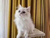 Pamuk prens kedimiz