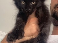 POLYDACTLY 6666 XXXL JAGUAR ERKEK MAİNE COON