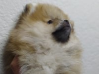 Minik pomeranian yavrularımız yeni yuvasını arıyorlar