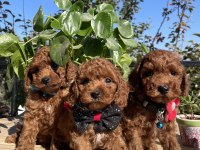 ÜST KALİTE KORE KAN POODLE YAVRULAR