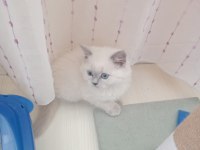 Uysal ve sevimli british shorthair
