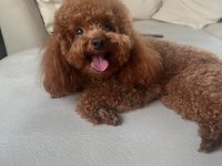 2.5 aylık toy poodle