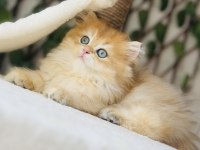 Safkan Şecereli Golden Erkek British Longhair