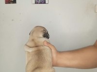 Oyuncu pug bebekler