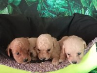 IRK VE SAĞLIK GARANTİ MALTİPOO YAVRULARIMIZ