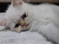 Kısa tüylü iran kedisi
